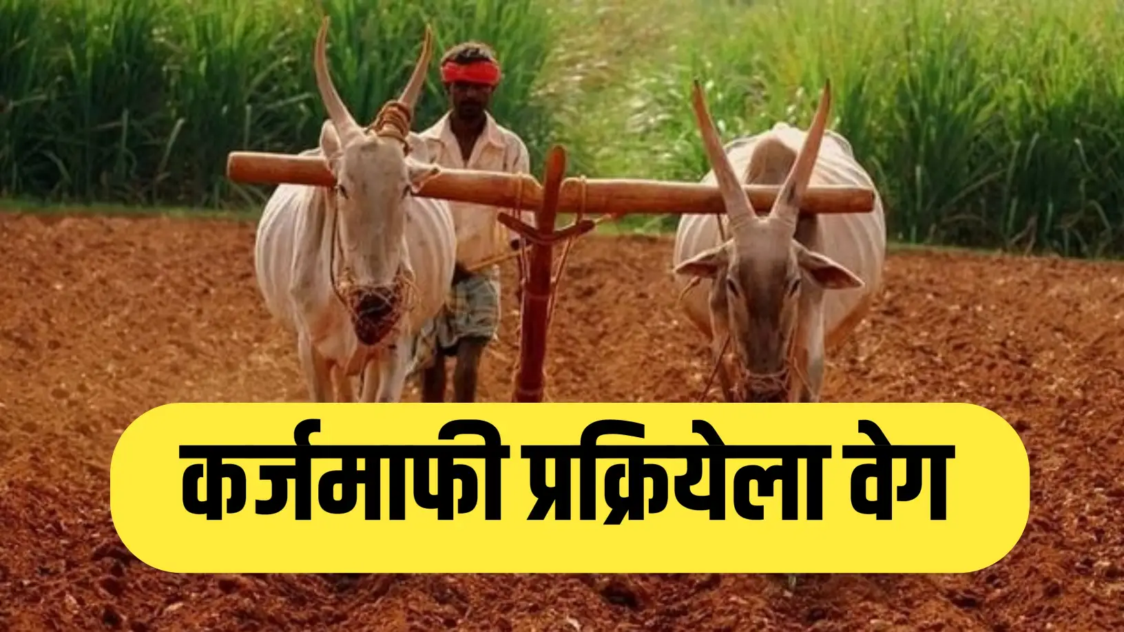 शेतकऱ्यांसाठी मोठी हालचाल – कर्जमाफी प्रक्रियेला वेग, बँकांकडून कर्जाची माहिती मागवली